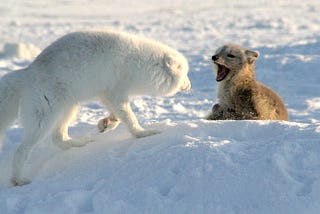 ALASKA — Bizarre Beasts & Icy Fire