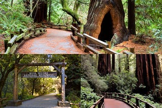 Solo Hike, Big Redwoods: A Day Among Giants in Muir Woods