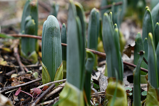 Writing About Plants: Questions for the Interested Reader