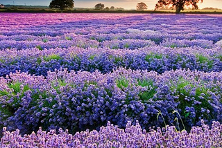 Sunset, Lavender Field, Provence, France