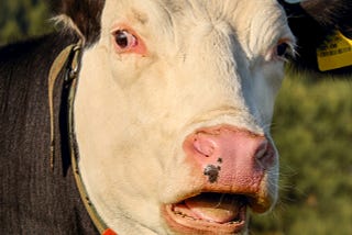 15 Questions About the Shooting of a Pet Cow in Maine