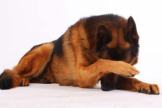 Dealing with Some Common Dog Behavior