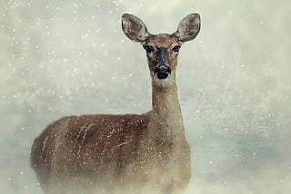 Be Like the Deer — Bound Into the New Year With These Tips