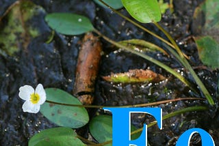 E, A Poem for Its Letterness