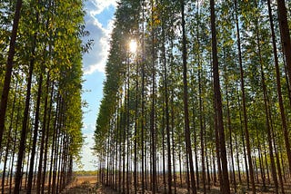 A Q&A with Forest First Colombia CEO Tobey Russ and CFO Jonathan Dodd on climate change mitigation…