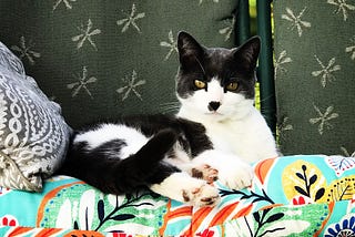 Gray and white cat looking laying down looking at the camera