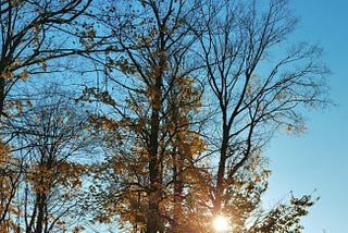 Sunlight filtering through a patch of trees with brown leaves near the end of autumn.