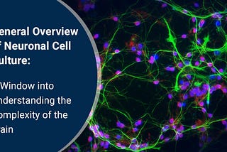 General Overview of Neuronal Cell Culture