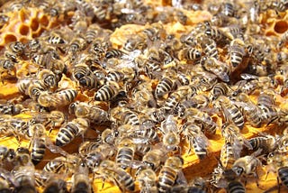 Hidden drugs in bees, can they help you?