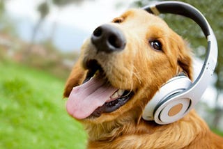 Música é capaz de acalmar os cães?