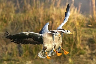 The Bar-headed Goose
