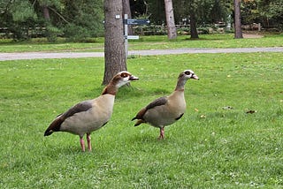 Two big geese on grass in a park with trees in the background with distinctive markings of dark circles around the eyes.