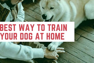 Best And Easiest Way To Train Your Dog