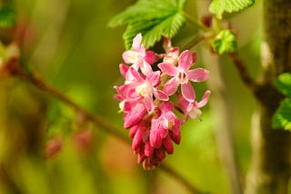 Austrian spring flowers