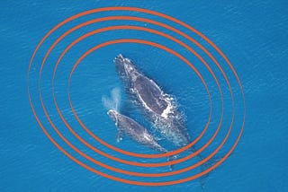 Seismic blasting: the ocean threat you’ve never heard of