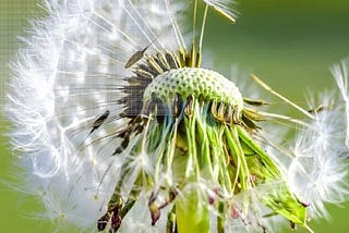Sunny Splendor: Dandelion Seeds — Embrace Nature’s Resilience