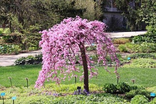 The Best Trees for Low-Maintenance Landscaping