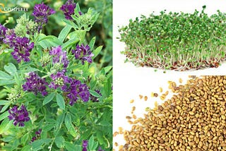 How Alfalfa Benefits Organic Farming Methods