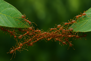 The Secret Science of Organisational Culture: Seven Conditions that Create it