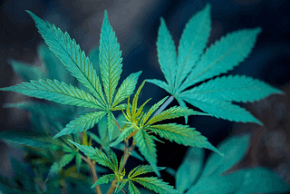 Marijuana: Medicine or a bad habit?