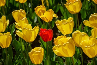 Accepting consequences — Advantages of nonconformity.