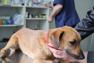 In Search of a Compassionate Veterinarian