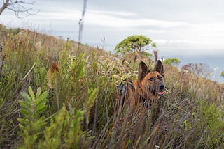 Lessons from a Rescue Dog