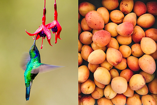 Why Some Hummingbirds Are Mangos