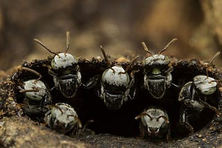 (10) Insects Are Animals in the world?