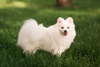 Edible Gardens For Pets: Growing Nutritious Treats For Dogs And Cats