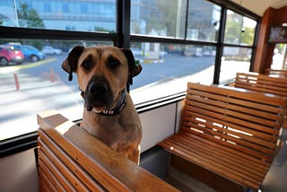 A famous dog, Boji!