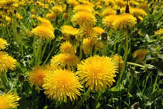 Maslow, Stress and Dandelions