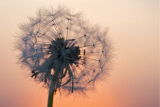 Dandelion