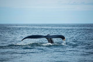 La importancia de estudiar las Ballenas Sei