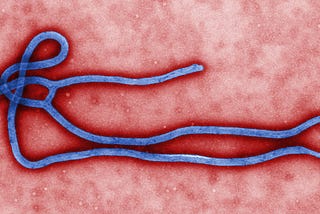 Image of the Ebolavirus (Source: CDC)