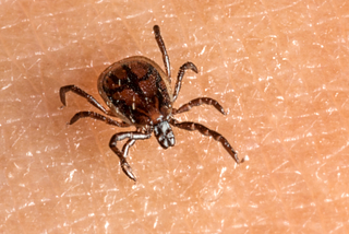 Is Mold Exposure a Root Cause of Chronic Lyme?