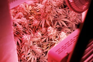 Plants of cannabis in light of grow lamp. Photo by ArtHouse Studio