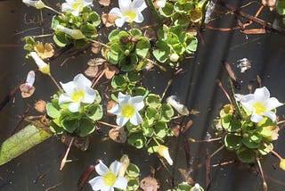 What floats in the Cape vernal pools of South Africa’s West Coast Renosterveld