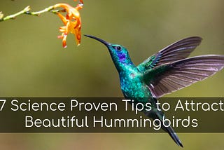 hummingbird cover image (unsplash)