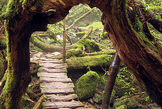 Primeval Forest, Shiratani Unsuikyo, Japan