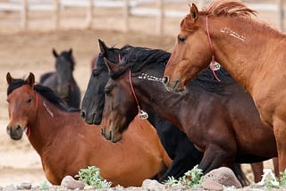 FOIA Records Show: Wild Mares Sold to be “Spayed”