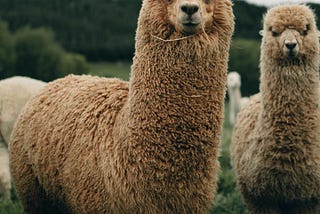 Interesting Facts About Llamas