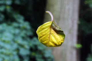 Floating leaf (photography by Björn Roose)