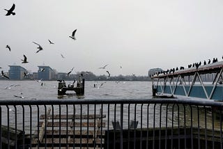 River view from a disused dock covered in cormorants and seagulls flying in the sky.