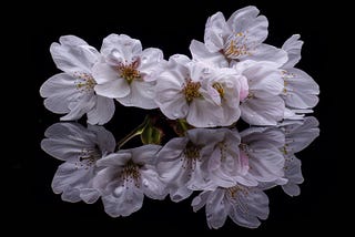 Their Perfume Lingers