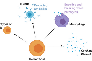 The power of T-cells and how they battle coronavirus