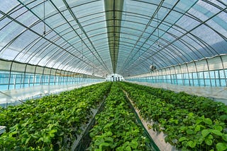 [Attention: Promising Company] With ‘Smart Farms’ at its forefront, ‘K-Agriculture’ is Spreading…