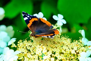 A vibrant butterfly with black, orange, and blue wings rests delicately on a cluster of pale yellow flowers, surrounded by soft white blossoms. The background is lush green, creating a contrast that highlights the butterfly’s intricate wing patterns. The butterfly’s antennae extend forward as it feeds, embodying the beauty and renewal of spring.