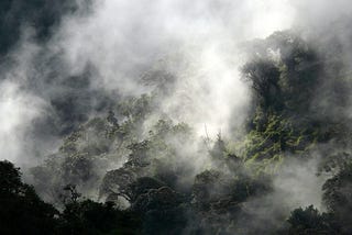 Biodiversity and Climate Crisis in one of the World’s Most Biodiverse Places.