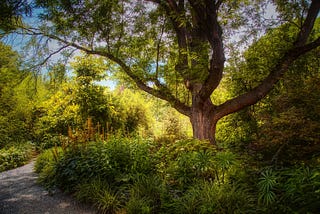 Tree in lush green garden